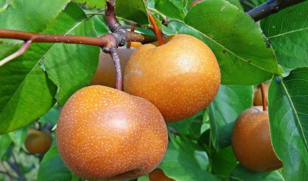 Health benefits of Asian pear