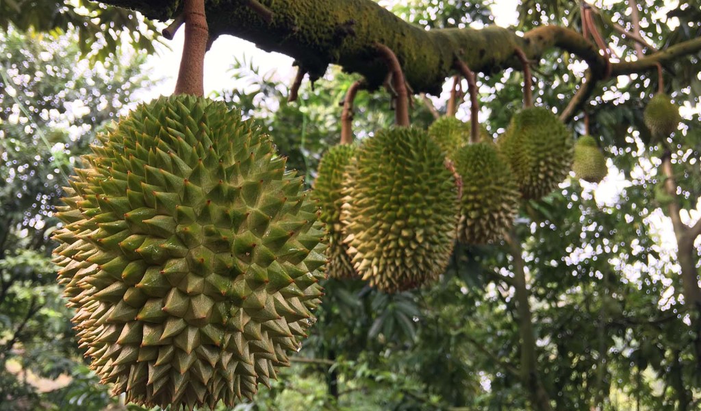 Health benefits of Durian